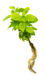 Par n'importe quel temps, l'aéroponie permet de cultiver des aromates frais tout au long de l'année. C'est un avantage de taille pour les cultures
