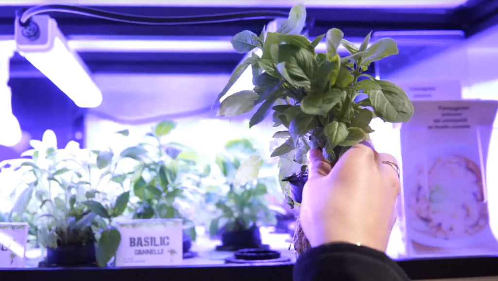 L'image montre la manière dont les consommateur récoltent leurs herbes aromatiques en magasin avec le système Tomogrow